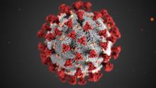 Illustration of the Corona Virus by Alissa Eckert, MS; Dan Higgins, MAMS published by the US Center for Disease Control